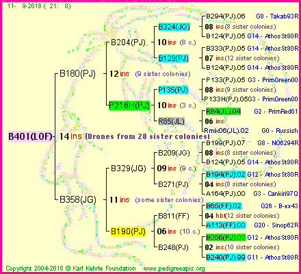 Pedigree of B401(LOF) :
four generations presented