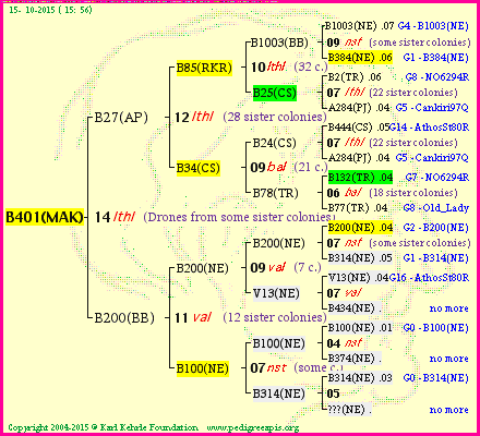 Pedigree of B401(MAK) :
four generations presented