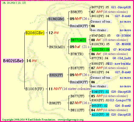 Pedigree of B402(GBe) :
four generations presented