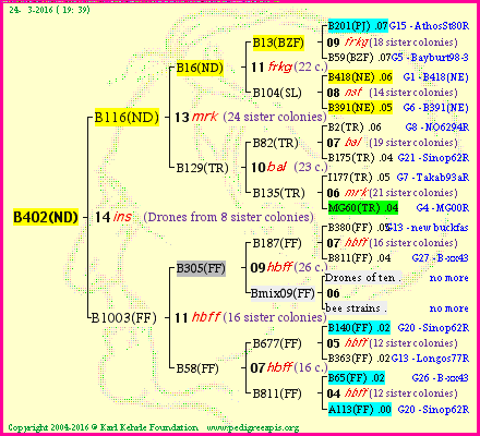 Pedigree of B402(ND) :
four generations presented