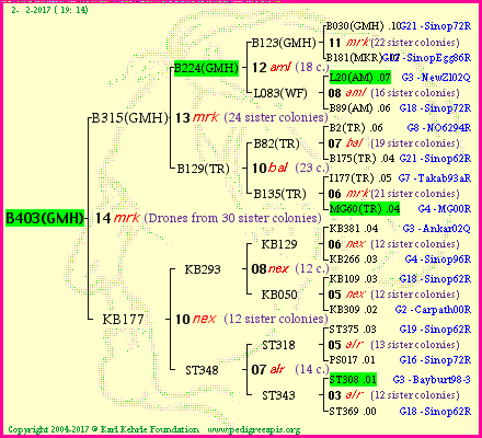 Pedigree of B403(GMH) :
four generations presented