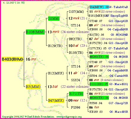 Pedigree of B403(RHM) :
four generations presented<br />it's temporarily unavailable, sorry!