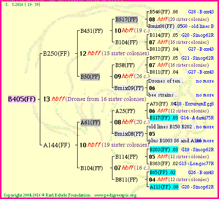 Pedigree of B405(FF) :
four generations presented