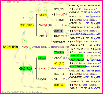 Pedigree of B405(JPD) :
four generations presented