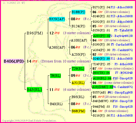 Pedigree of B406(JPD) :
four generations presented