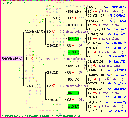 Pedigree of B406(MAK) :
four generations presented