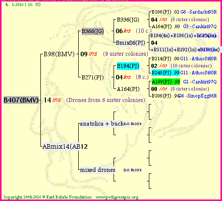 Pedigree of B407(BMV) :
four generations presented