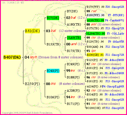 Pedigree of B407(DK) :
four generations presented