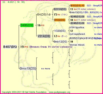 Pedigree of B407(DS) :
four generations presented
it's temporarily unavailable, sorry!