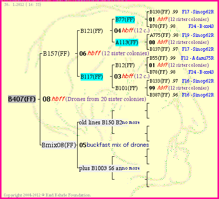 Pedigree of B407(FF) :
four generations presented