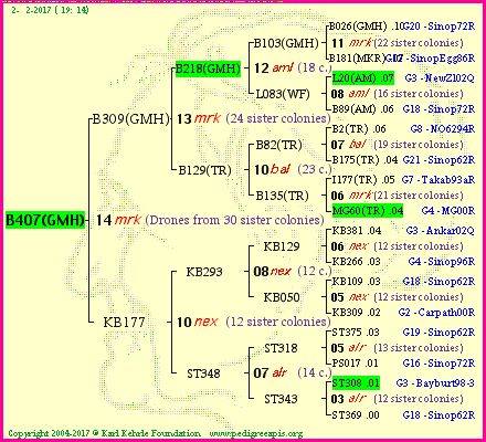 Pedigree of B407(GMH) :
four generations presented