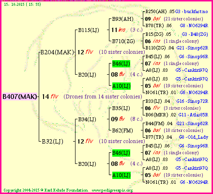 Pedigree of B407(MAK) :
four generations presented