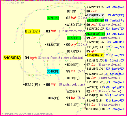 Pedigree of B408(DK) :
four generations presented