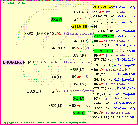 Pedigree of B408(EKo) :
four generations presented