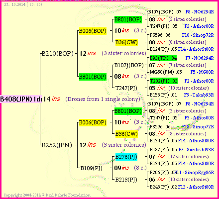 Pedigree of B408(JPN)1dr :
four generations presented