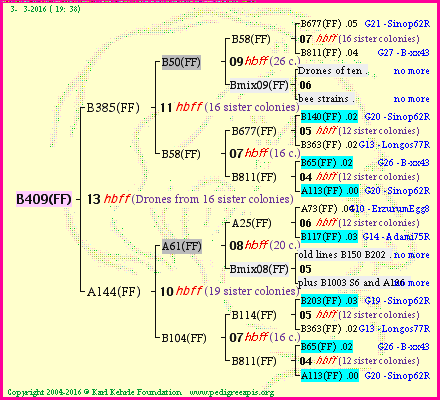 Pedigree of B409(FF) :
four generations presented