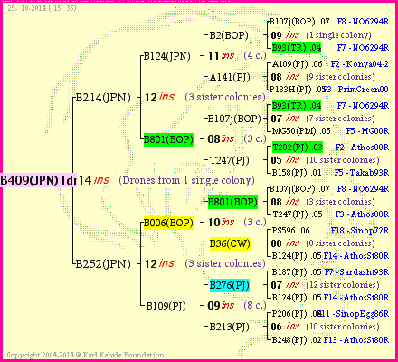 Pedigree of B409(JPN)1dr :
four generations presented