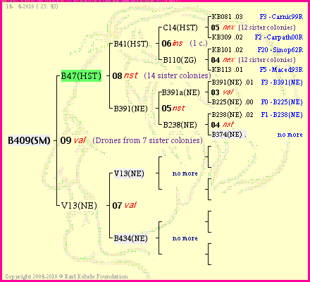 Pedigree of B409(SM) :
four generations presented