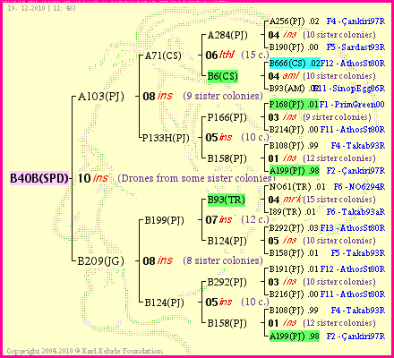 Pedigree of B40B(SPD) :
four generations presented