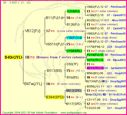 Pedigree of B40r(JYL) :
four generations presented
it's temporarily unavailable, sorry!