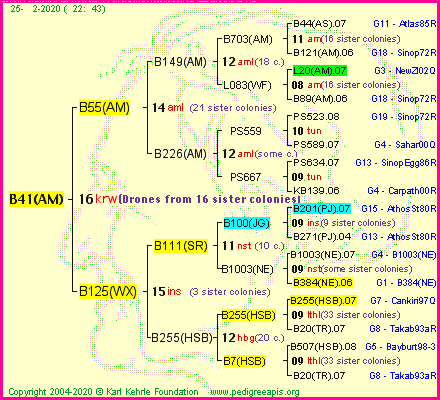 Pedigree of B41(AM) :
four generations presented
it's temporarily unavailable, sorry!