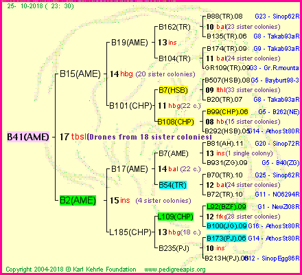 Pedigree of B41(AME) :
four generations presented<br />it's temporarily unavailable, sorry!