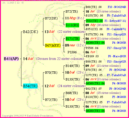 Pedigree of B41(AP) :
four generations presented