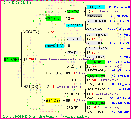 Pedigree of B41(AP) :
four generations presented<br />it's temporarily unavailable, sorry!