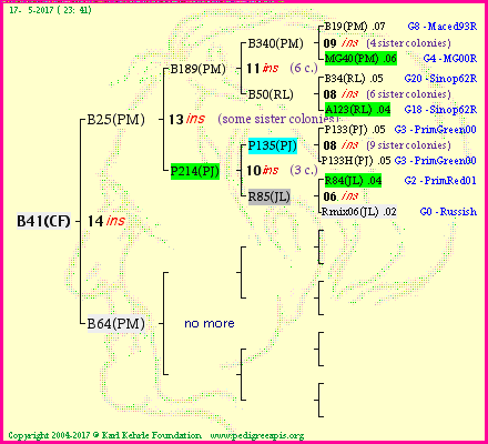 Pedigree of B41(CF) :
four generations presented