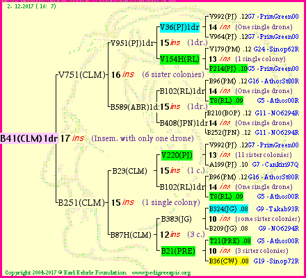 Pedigree of B41(CLM)1dr :
four generations presented