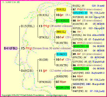 Pedigree of B41(FBL) :
four generations presented