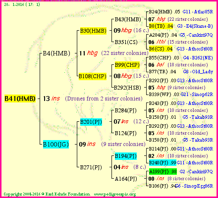 Pedigree of B41(HMB) :
four generations presented