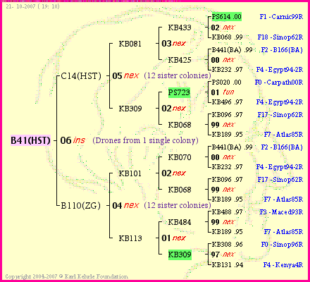 Pedigree of B41(HST) :
four generations presented