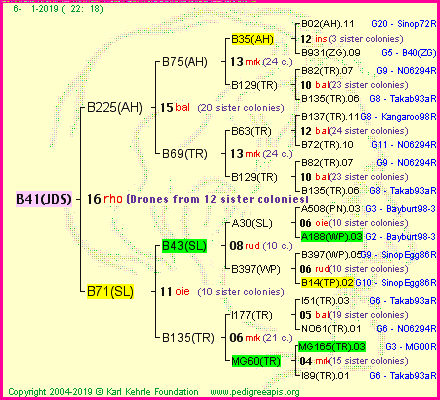 Pedigree of B41(JDS) :
four generations presented<br />it's temporarily unavailable, sorry!