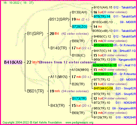 Pedigree of B41(KAS) :
four generations presented
it's temporarily unavailable, sorry!