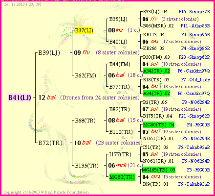 Pedigree of B41(LJ) :
four generations presented