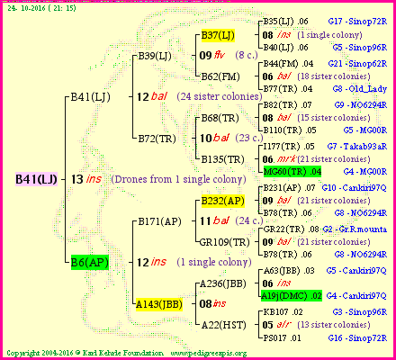 Pedigree of B41(LJ) :
four generations presented