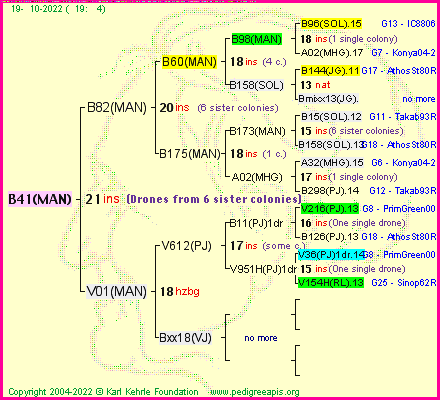 Pedigree of B41(MAN) :
four generations presented
it's temporarily unavailable, sorry!