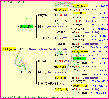 Pedigree of B41(MB) :
four generations presented<br />it's temporarily unavailable, sorry!