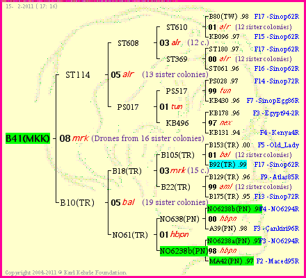 Pedigree of B41(MKK) :
four generations presented