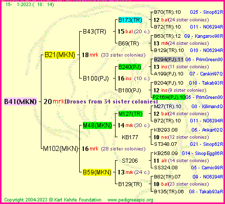 Pedigree of B41(MKN) :
four generations presented
it's temporarily unavailable, sorry!