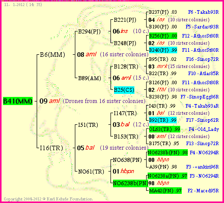 Pedigree of B41(MM) :
four generations presented