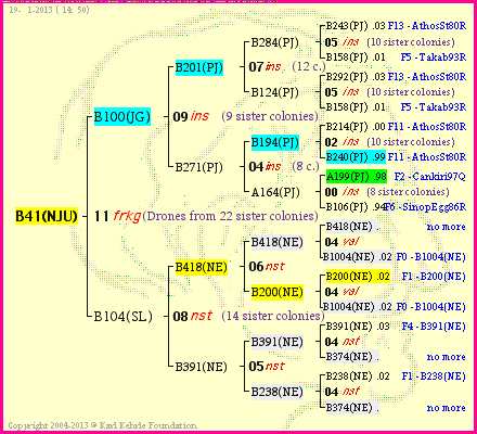 Pedigree of B41(NJU) :
four generations presented