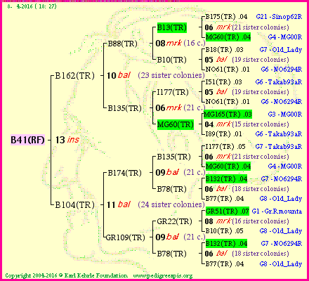 Pedigree of B41(RF) :
four generations presented