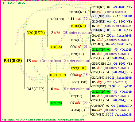 Pedigree of B41(RKR) :
four generations presented