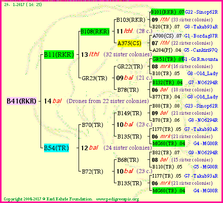 Pedigree of B41(RKR) :
four generations presented