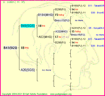 Pedigree of B41(SGS) :
four generations presented
it's temporarily unavailable, sorry!