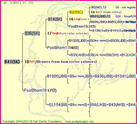 Pedigree of B41(SK) :
four generations presented
it's temporarily unavailable, sorry!