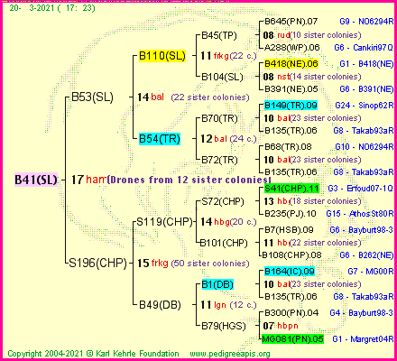 Pedigree of B41(SL) :
four generations presented
it's temporarily unavailable, sorry!