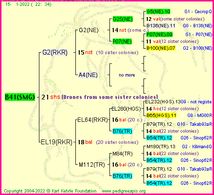 Pedigree of B41(SMG) :
four generations presented
it's temporarily unavailable, sorry!